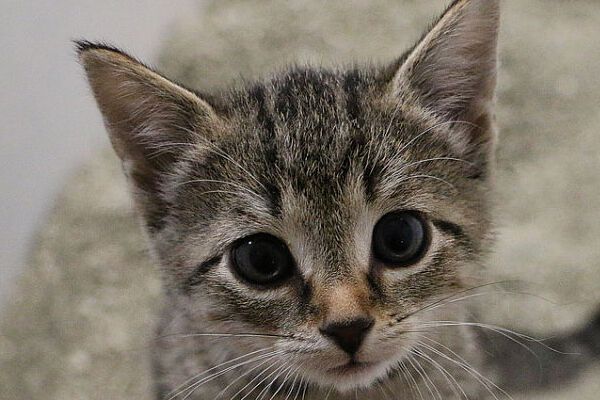 &iquest;C&oacute;mo ense&ntilde;ar a un gato a usar el arenero?