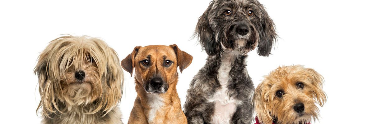 5 CONSEJOS PARA LA CA&Iacute;DA DE PELO EN PERROS