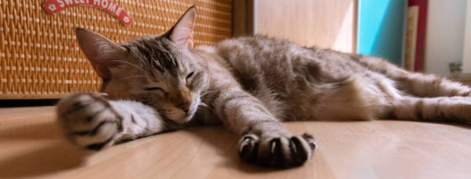 &iquest;Qu&eacute; sue&ntilde;an los gatos? Todo lo que sabemos de su sue&ntilde;o