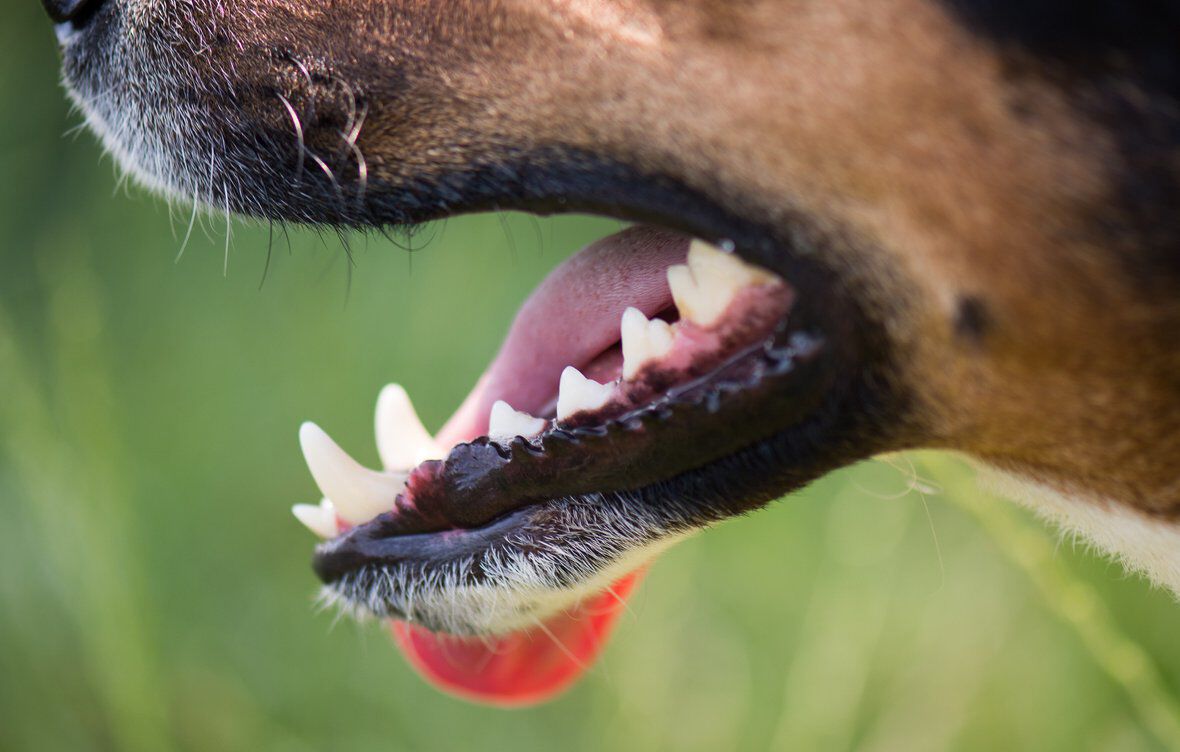 C&oacute;mo hacer pasta de dientes para perros casera