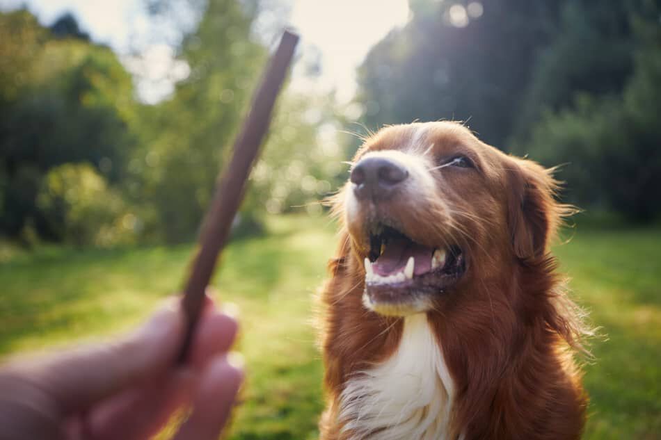Snacks naturales para perros: todo lo que debes saber