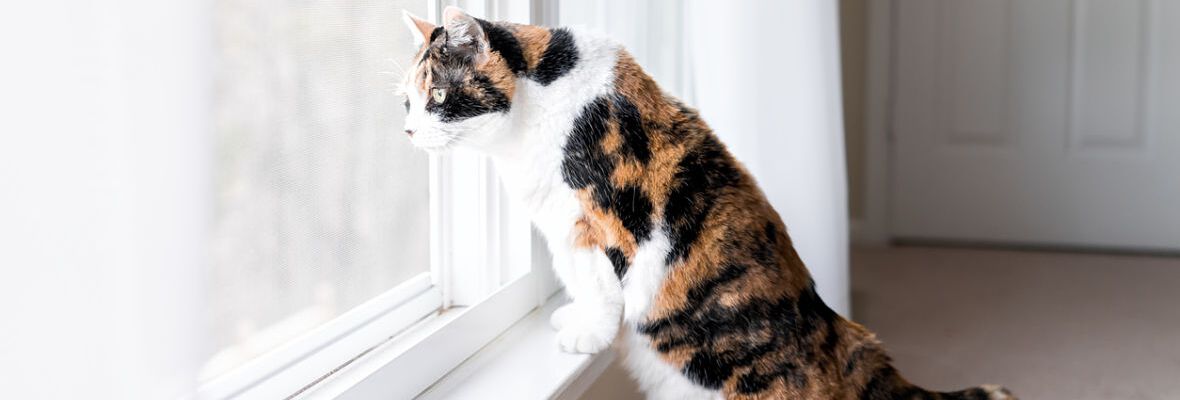 RESIDENCIA PARA GATOS: QU&Eacute; DEBEMOS CONSIDERAR PARA ELEGIR LA MEJOR