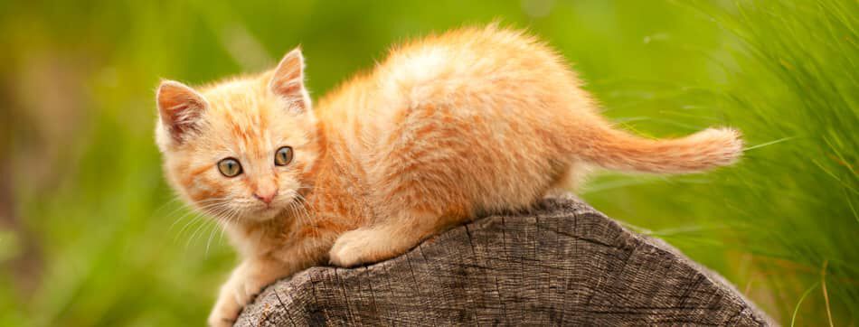 Gu&iacute;a para entender el comportamiento de los gatitos