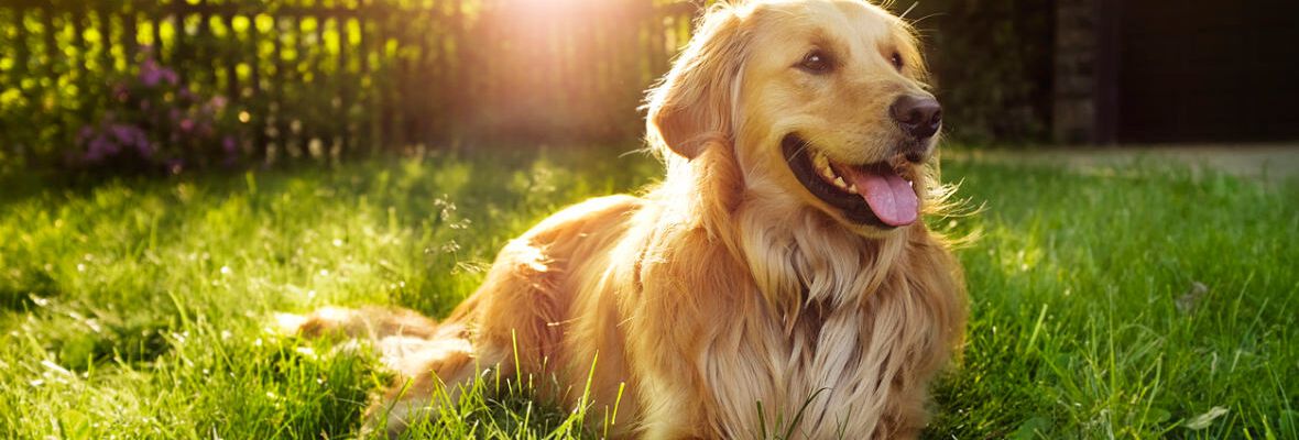 &iquest;EN QU&Eacute; CONTENEDOR RECICLAR LA COMIDA DE PERRO?