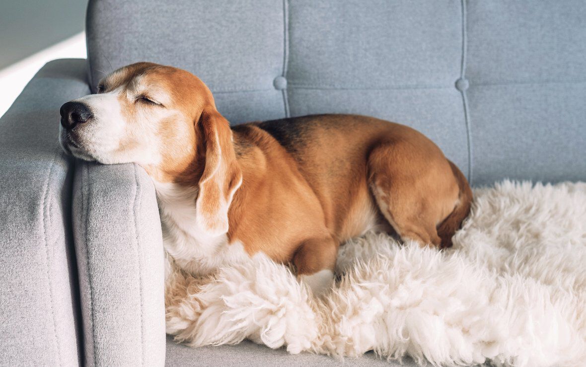 Tila para perros: &iquest;buscas otras alternativas para calmarlos?