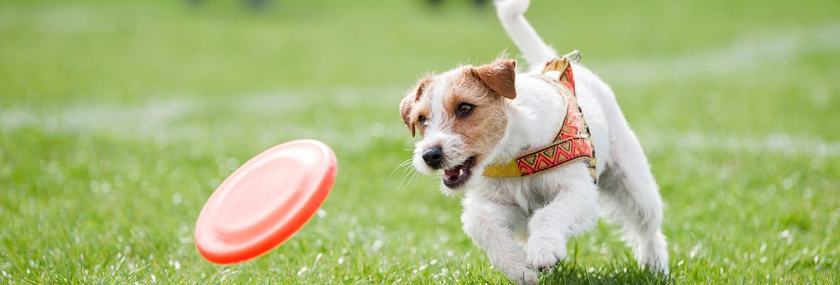 OMEGA 3 PARA PERROS: QU&Eacute; ES, PARA QU&Eacute; SIRVE Y CU&Aacute;NDO D&Aacute;RSELO