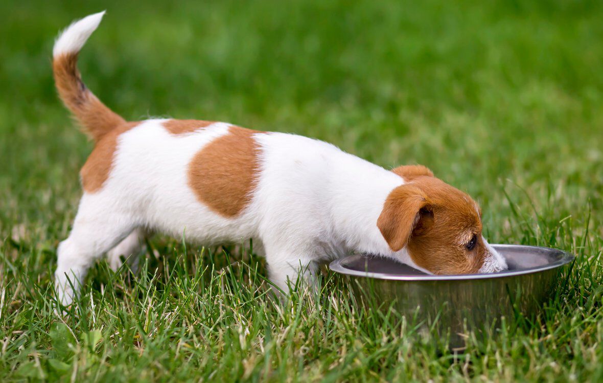 &iquest;Cu&aacute;nto come un perro durante el d&iacute;a seg&uacute;n su etapa de crecimiento?