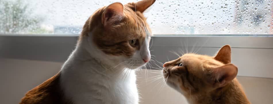 Consejos para evitar las pelea de gatos