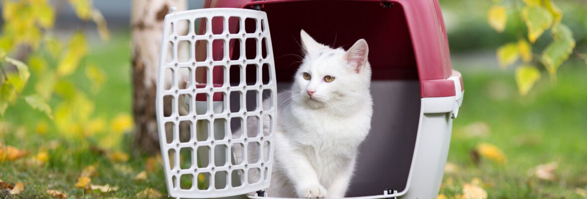 &iquest;C&oacute;mo meter a un gato en el transport&iacute;n?