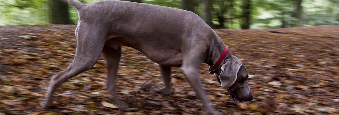 Il tuo cane, un grande esploratore