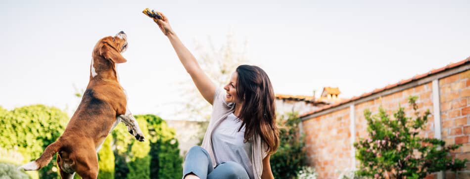 LE FROMAGE POUR CHIEN : EST-IL BON&nbsp;?