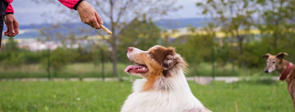 Chuches para perro, &iquest;son recomendables?