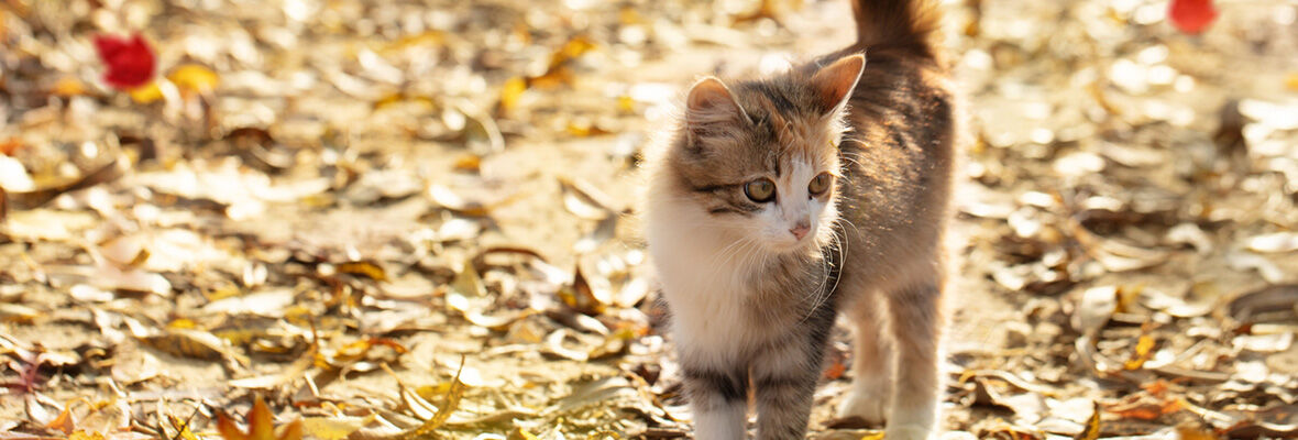 POURQUOI EST-CE QUE MON CHATON RONRONNE ?