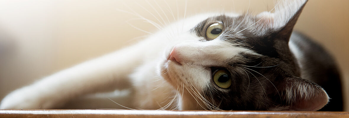 Pourquoi mon chat me patoune ?