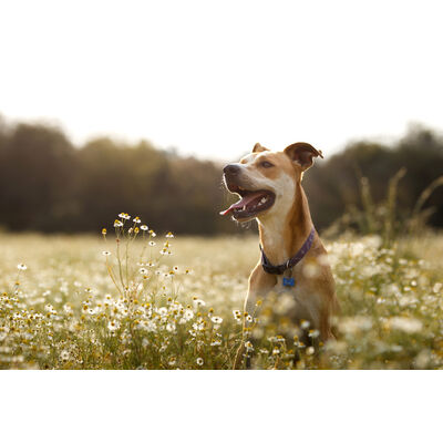 CALCIUM POUR CHIEN&nbsp;: FAUT-IL LE COMPL&Eacute;TER&nbsp;?