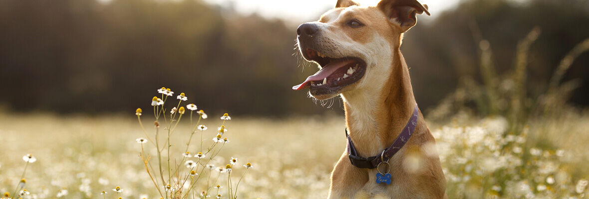 Camomilla per cani: quali benefici apporta la sua assunzione