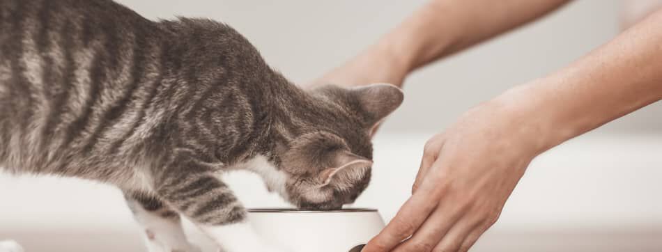 &iquest;Qu&eacute; comen los gatos? Alimentaci&oacute;n de gato beb&eacute;