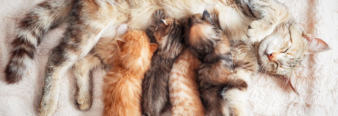 QUE MANGENT LES CHATONS ? CL&Eacute;S POUR NOURRIR UN CHATON