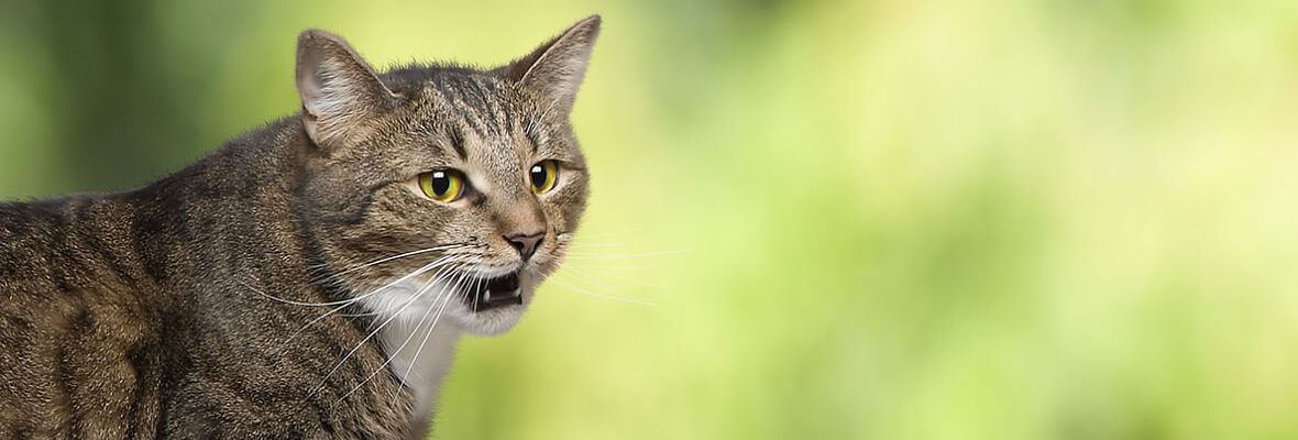 PERCH&Eacute; IL GATTO MIAGOLA? CAUSE E SIGNIFICATO