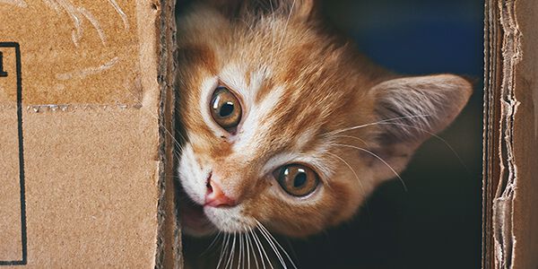 CHAT QUI SE CACHE : RAISONS