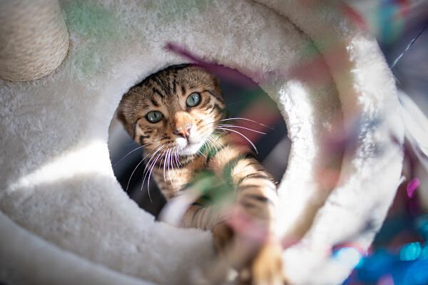 C&Oacute;MO CREAR LA MEJOR GUARDER&Iacute;A PARA GATOS EN CASA