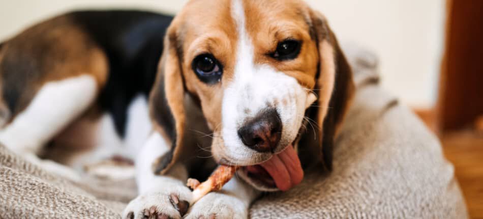 &iquest;Es bueno el hueso para perros?