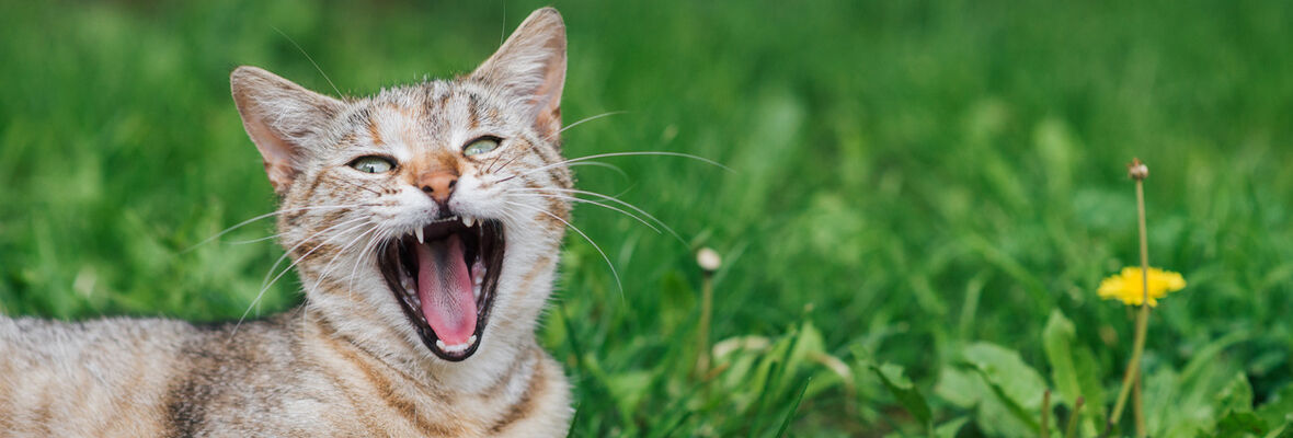 &iquest;Cu&aacute;ntos dientes tiene un gato?
