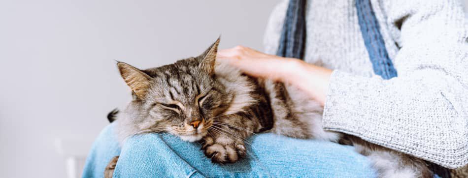 &iquest;Los gatos olvidan a sus due&ntilde;os en tres d&iacute;as?