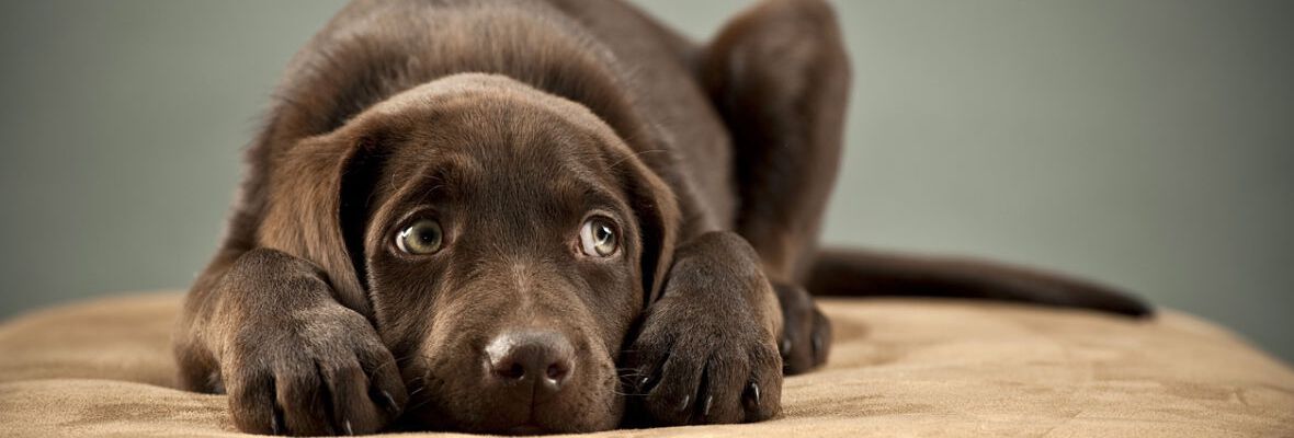 MI PERRO ES MIEDOSO, &iquest;C&Oacute;MO PUEDO AYUDARLE?