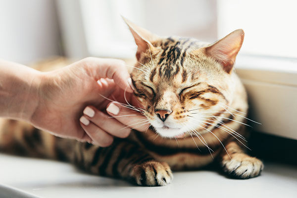 &iquest;C&oacute;mo acariciar a un gato? &iexcl;Las claves aqu&iacute;!