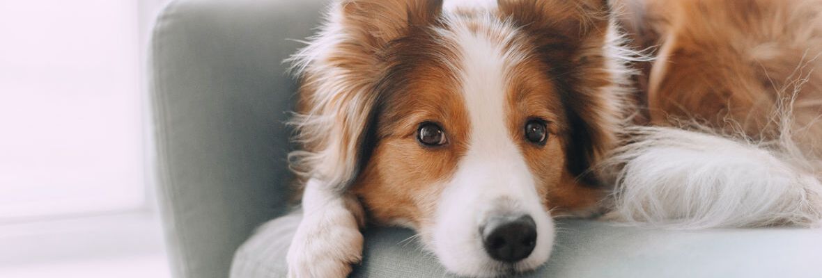 &iquest;C&oacute;mo limpiar los o&iacute;dos a un perro? Gu&iacute;a completa