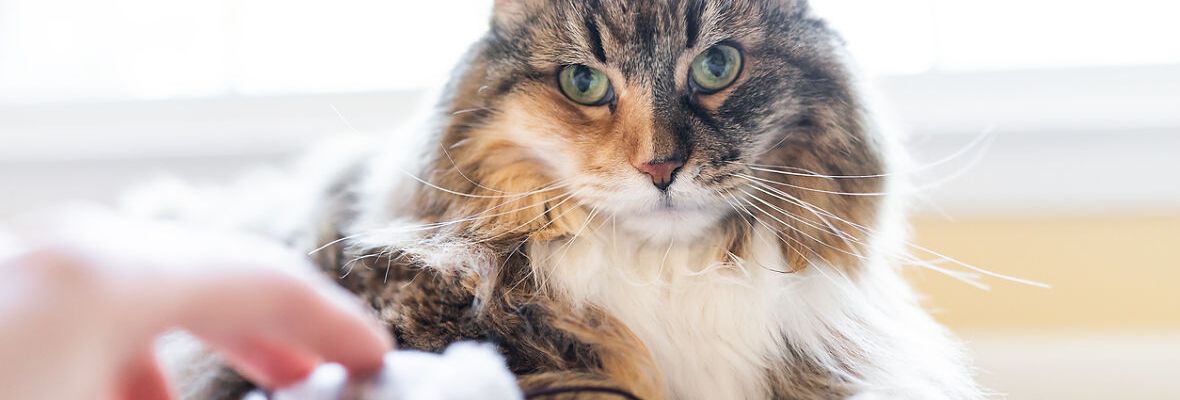 APRENDE A C&Oacute;MO JUGAR CON UN GATO