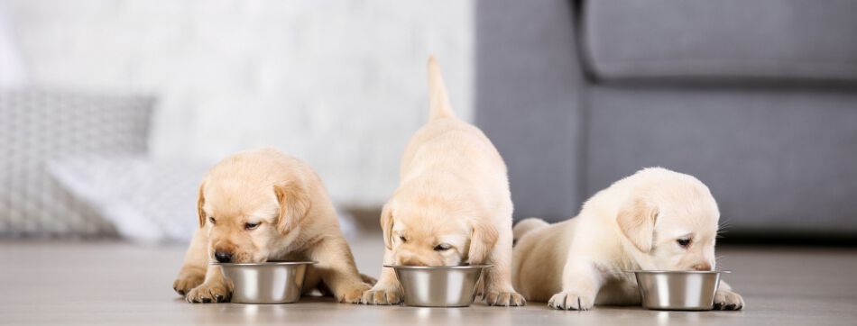 Beneficios de la alimentaci&oacute;n rica en prote&iacute;na en perros