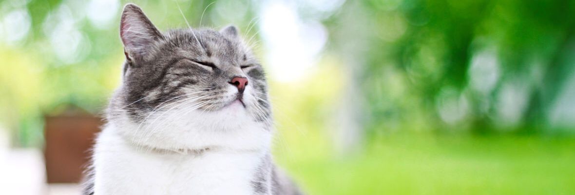 Cuidados imprescindibles para un gato macho esterilizado