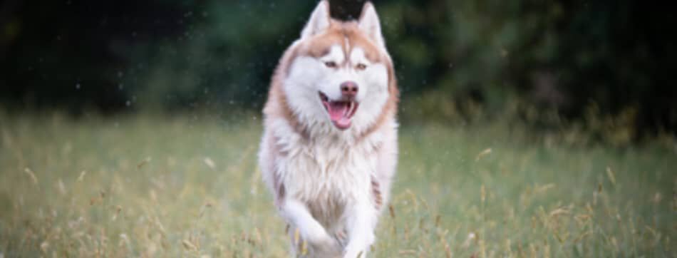 LE RIZ POUR CHIENS COMME SOURCE D'&Eacute;NERGIE