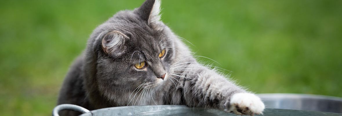 &iquest;C&oacute;mo saber si tu gato est&aacute; deshidratado? Aprende a reconocer los signos