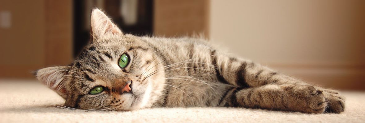 CLAVES PARA PALIAR LA ALERGIA DE LOS GATOS