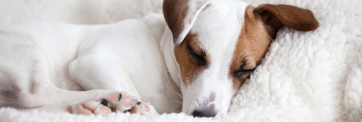 C&oacute;mo hacer una cama para perro: 3 DIY de reciclaje, &iexcl;facil&iacute;simos!