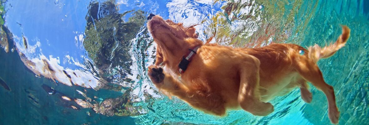 Parque acu&aacute;tico para perros: gu&iacute;a para encontrar el mejor