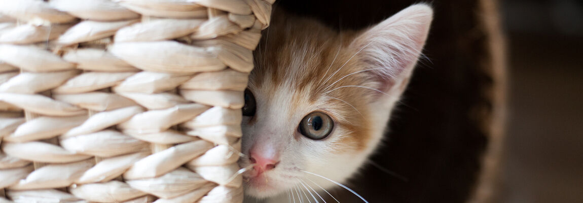 &iquest;C&oacute;mo puedo educar a mi gato de 2 meses?