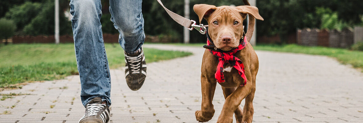Come insegnare ai cani a fare i bisogni fuori