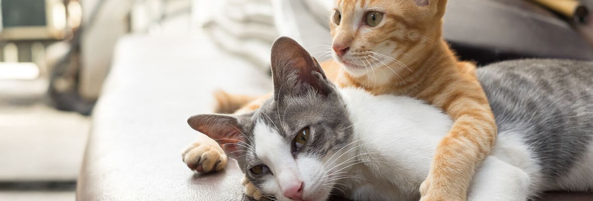 HOTEL PARA GATOS: PROS Y CONTRAS DE DEJAR A TU GATO EN UN HOTEL
