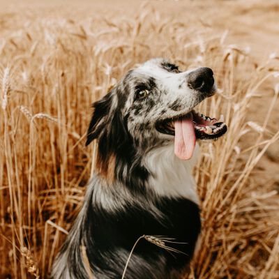 C&eacute;r&eacute;ales pour chien : bonne ou mauvaise id&eacute;e ?