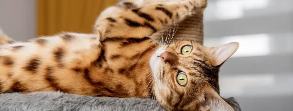 Gata reci&eacute;n esterilizada: comportamiento y cambios que se pueden esperar 