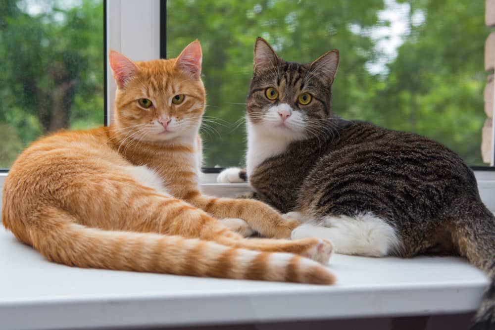 Consejos para evitar las pelea de gatos