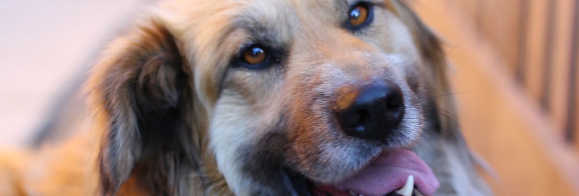 &iquest;C&oacute;mo limpiar los dientes a mi perro? Te damos 5 trucos