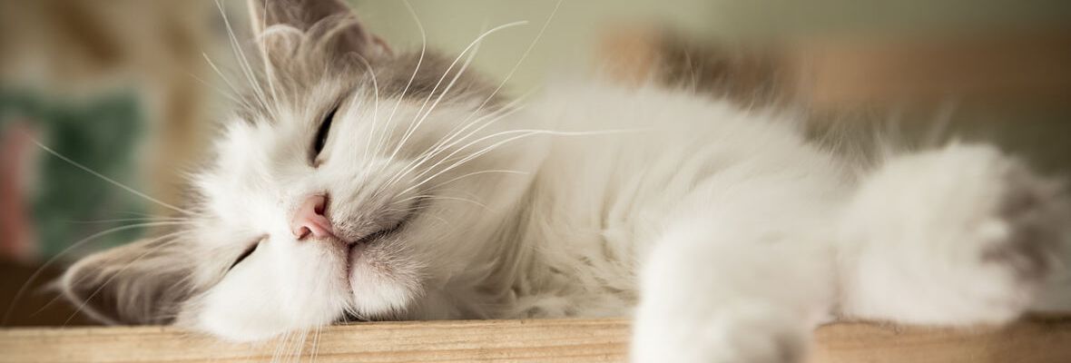 3 SONIDOS PARA GATOS QUE LE AYUDAR&Aacute;N A RELAJARSE