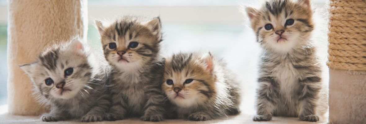 GATOS EN ADOPCI&Oacute;N, LA MEJOR OPCI&Oacute;N PARA TI Y PARA &Eacute;L