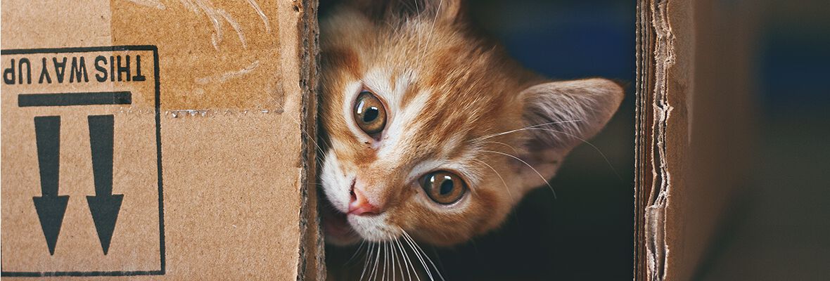 PORQUE &Eacute; QUE O MEU GATO SE ESCONDE EM LUGARES INVEROS&Iacute;MEIS?