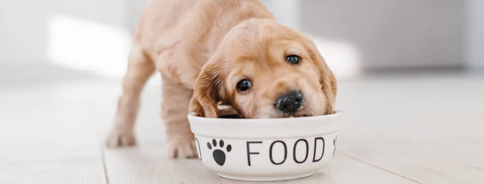 What can a puppy eat? Tips for puppy feeding